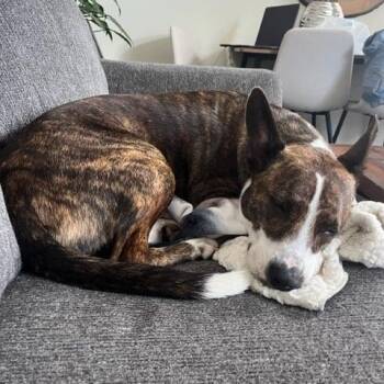 Clark -  Mixed Breed Dog for Adoption in Blairstown, New Jersey - Clark | PetCurious