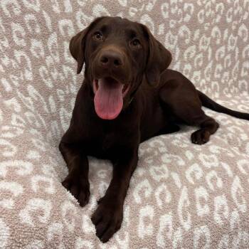 Mocha -  Chocolate Labrador Retriever Dog for Adoption in Pontiac, Illinois - Mocha | PetCurious