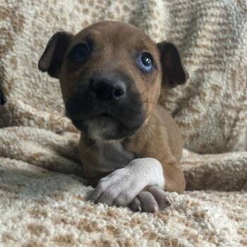 Mixed Breed Dogs Available for Adoption - Cinnamon | PetCurious
