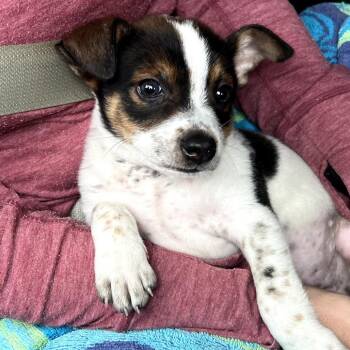 Mixed Breed Dogs Available for Adoption in Volcano, Hawaii - Little Barky | PetCurious