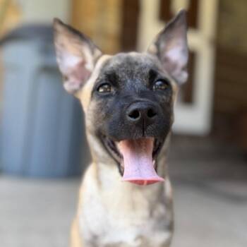 Liberty -  Terrier Dog for Adoption in Dallas, Texas - Liberty | PetCurious