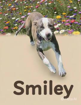 Pit Bull Terrier Dogs Available for Adoption in Zimmerman, Minnesota - Smiley | PetCurious