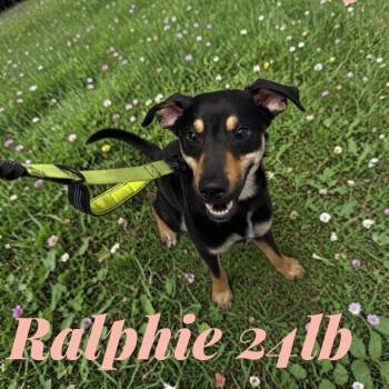 Terrier Dogs Available for Adoption in Camden, Tennessee - Ralphie | PetCurious