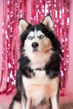 Rescue Siberian Husky Dogs for Adoption in Burnaby, British Columbia - Bodhi | PetCurious