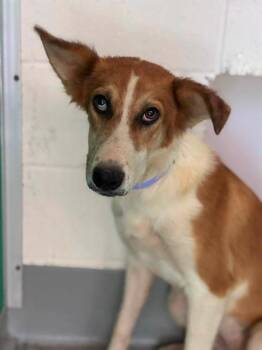 A255906 -  German Shepherd Dog and Mixed Breed Dog for Adoption in Visalia, California - A255906 | PetCurious