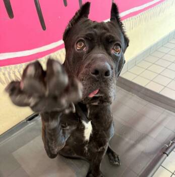 Nova Aria -  Cane Corso and Mixed Breed Dog for Adoption in New York, New York - Nova Aria | PetCurious