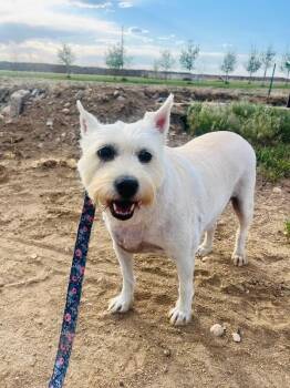 Terrier Dogs Available for Adoption in Severance, Colorado - Lucretia | PetCurious