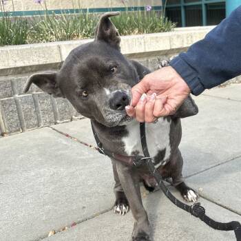 Rescue Pit Bull Terrier Dogs for Adoption in Pleasanton, California - Henry - ECAS | PetCurious