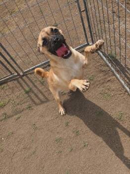 Laurel -  Pug and Boxer Dog for Adoption in Minneapolis, Minnesota - Laurel | PetCurious