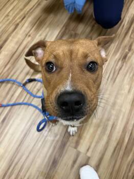 Belle-a -  Mixed Breed Dog for Adoption in Raleigh, North Carolina - Belle-a | PetCurious