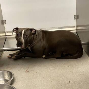 KEESHA -  Pit Bull Terrier and Mixed Breed Dog for Adoption in Modesto, California - KEESHA | PetCurious