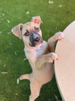 Duane -  Shepherd and Pit Bull Terrier Dog for Adoption in Glendale, Arizona - Duane | PetCurious