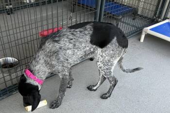 German Shorthaired Pointer Dogs Available for Adoption in Thomson, Georgia - Tina | PetCurious