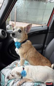 Bubbles -  Chihuahua and Chiweenie Dog for Adoption in Creston, California - Bubbles | PetCurious