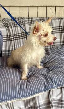 Saint Roch -  Terrier Dog for Adoption in Fort Worth, Texas - Saint Roch | PetCurious