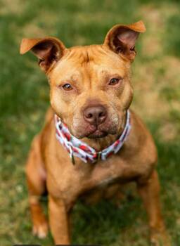 Rescue Pit Bull Terrier Dogs for Adoption in North Kingstown, Rhode Island - Roo | PetCurious