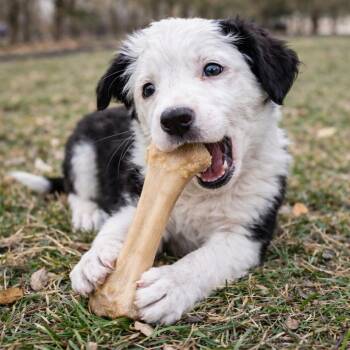 Border Collie Dogs Available for Adoption - Dolly - Smart, Playful And Friendly | PetCurious