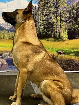 Rescue Belgian Shepherd Malinois Dogs for Adoption in Bend, Oregon - Fargo | PetCurious
