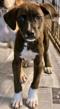 Louise -  Labrador Retriever Dog for Adoption in Manchester, Connecticut - Louise | PetCurious