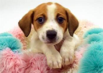 REMUS -  Labrador Retriever and Mixed Breed Dog for Adoption in Fort Lauderdale, Florida - REMUS | PetCurious