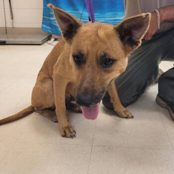 Sam -  Mixed Breed Dog for Adoption in Lake Panasoffkee, Florida - Sam | PetCurious