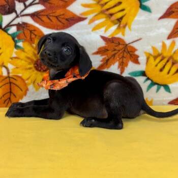Moe -  Chihuahua and Mixed Breed Dog for Adoption in Park Row, Texas - Moe | PetCurious