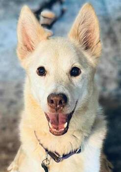 Rescue German Shepherd Dog and Jindo Dogs for Adoption in Boerne, Texas - Nilla | PetCurious