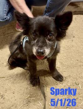 Pomeranian Dogs Available for Adoption in Berlin, Maryland - Sparky | PetCurious