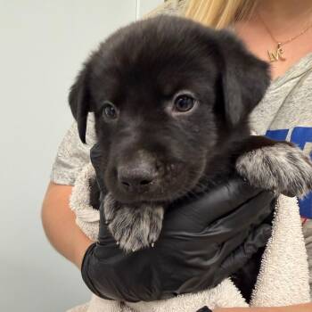 Groot -  Collie and Mixed Breed Dog for Adoption in Abilene, Texas - Groot | PetCurious