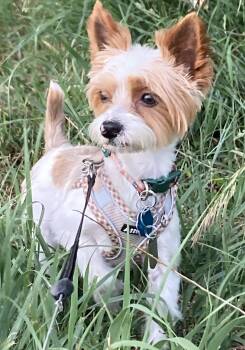 Henry -  Yorkshire Terrier Dog for Adoption in Parker, Colorado - Henry | PetCurious