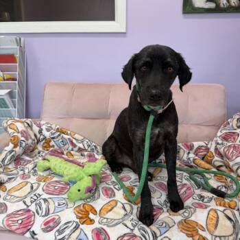 Domingo HW+ -  Labrador Retriever Dog for Adoption in Northbrook, Illinois - Domingo HW+ | PetCurious