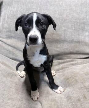 Mixed Breed Dogs Available for Adoption in Lutz, Florida - Cora | PetCurious