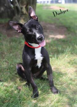 Rescue Boxer and Mixed Breed Dogs for Adoption in Parma, Ohio - Dodger | PetCurious