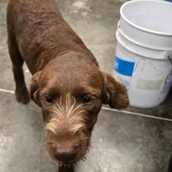FELIX -  Labrador Retriever and German Wirehaired Pointer Dog for Adoption in Hannibal, Missouri - FELIX | PetCurious
