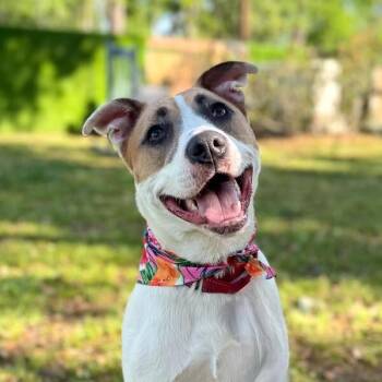 Aria The Girl With A Beautiful Smile -  Pit Bull Terrier Dog for Adoption in Friendswood, Texas - Aria The Girl With A Beautiful Smile | PetCurious