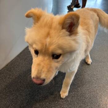 Mr. Chow -  Mixed Breed Dog for Adoption in Allentown, Pennsylvania - Mr. Chow | PetCurious