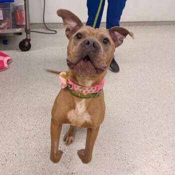 Pit Bull Terrier Dogs Available for Adoption - Alani | PetCurious