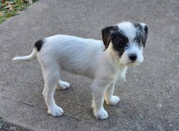 Poodle and Chihuahua Dogs Available for Adoption - Jolteon | PetCurious