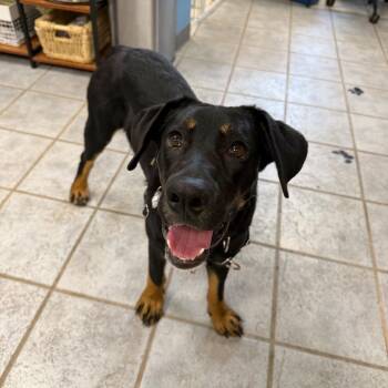 Hound and Mixed Breed Dogs Available for Adoption in Falls Church, Virginia - Drake | PetCurious