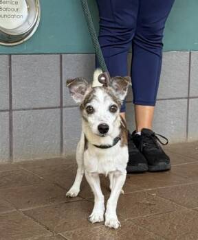 Butters -  Chihuahua and Mixed Breed Dog for Adoption in Honolulu, Hawaii - Butters | PetCurious