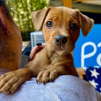 Kya -  Mixed Breed Dog for Adoption in Decatur, Georgia - Kya | PetCurious