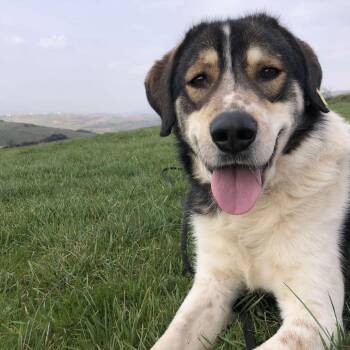 Jake -  Mountain Dog and Mixed Breed Dog for Adoption - Jake | PetCurious