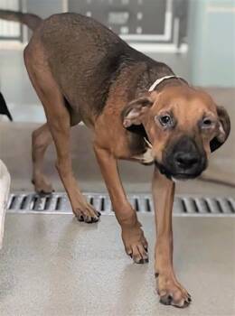DARWIN -  English Coonhound Dog for Adoption in Fort Lauderdale, Florida - DARWIN | PetCurious