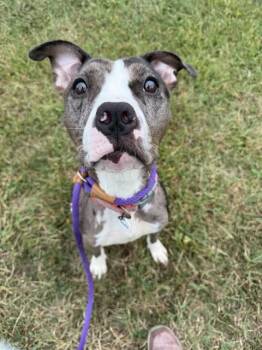 JORDAN -  Pit Bull Terrier Dog for Adoption - JORDAN | PetCurious