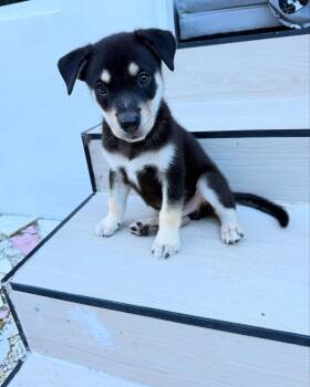 Sammy -  Shepherd and Husky Dog for Adoption in Miami, Florida - Sammy | PetCurious