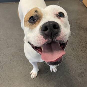 Mixed Breed Dogs Available for Adoption in Mishawaka, Indiana - Orchid | PetCurious