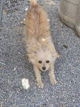 Chelsea -  Terrier Dog for Adoption in Pahrump, Nevada - Chelsea | PetCurious
