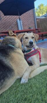 Sugar #7 -  Labrador Retriever Dog for Adoption in Denver, Colorado - Sugar #7 | PetCurious
