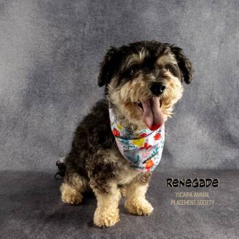 Poodle and Maltese Dogs Available for Adoption - Renegade | PetCurious