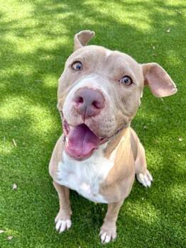 REDWOOD -  Mixed Breed Dog for Adoption in Jacksonville, Florida - REDWOOD | PetCurious